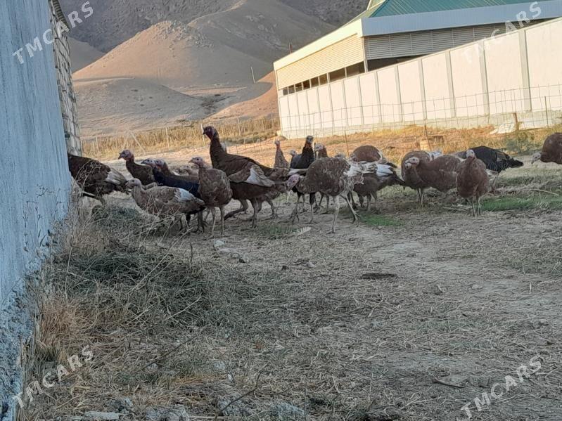 INDUK - Гёкдепе - img 8