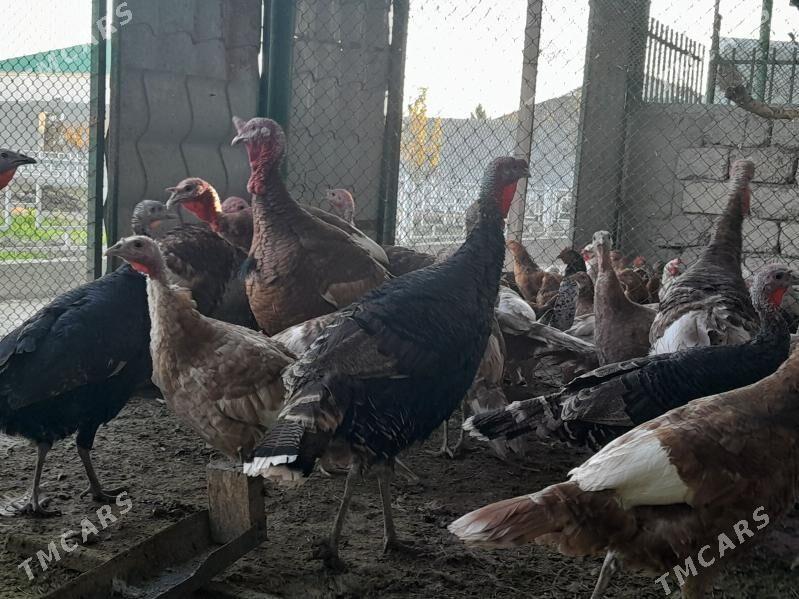 INDUK - Гёкдепе - img 7