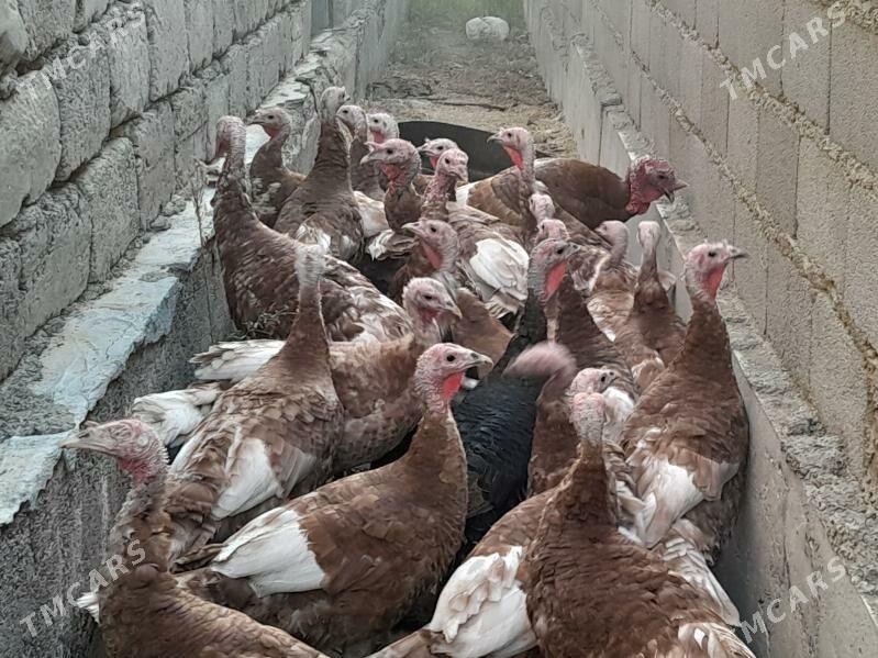 INDUK - Гёкдепе - img 4