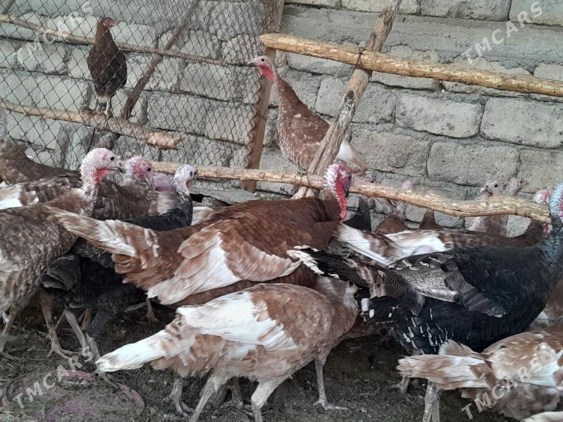 INDUK - Гёкдепе - img 5