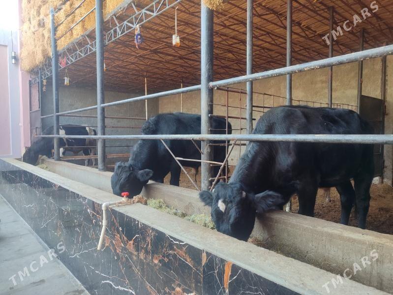 3саны 3 саны Окуз - Туркменабат - img 5