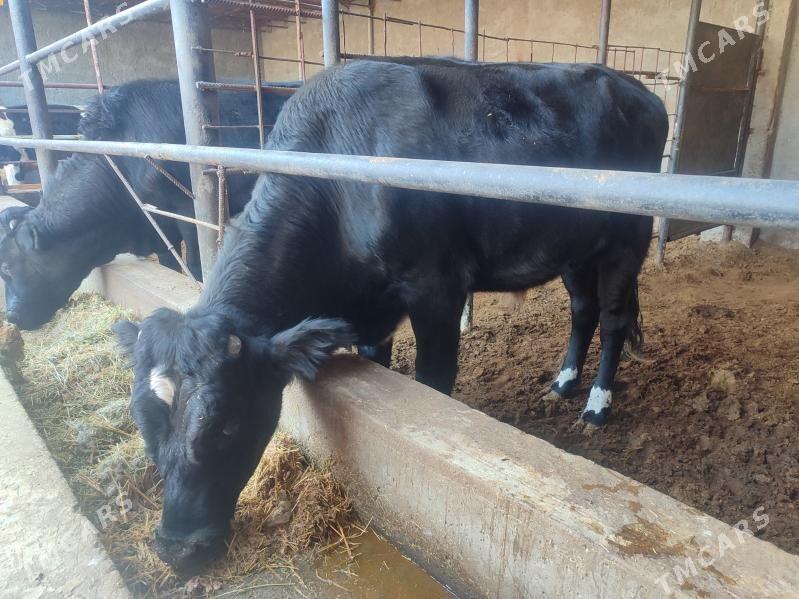 3саны 3 саны Окуз - Туркменабат - img 4