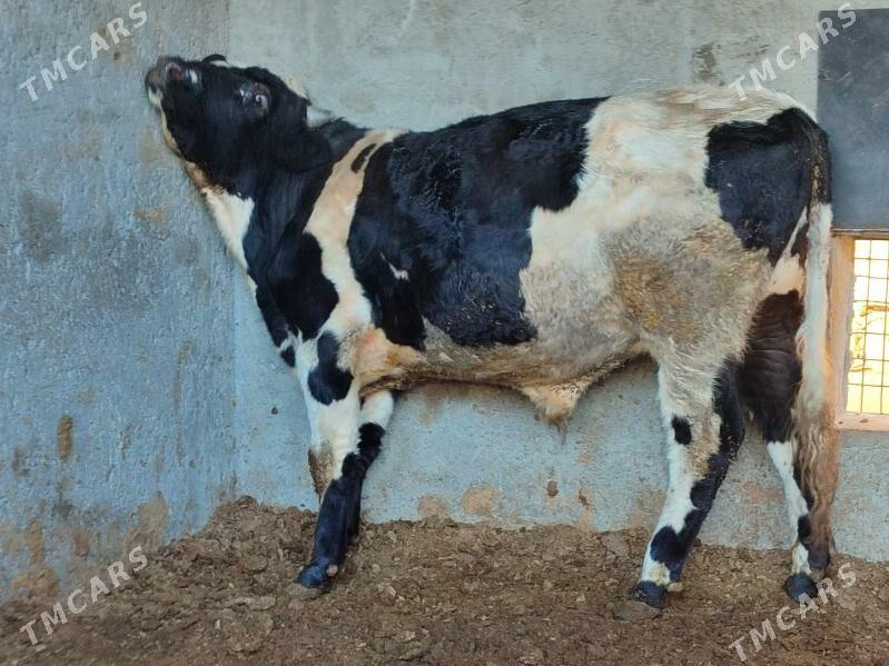 3саны 3 саны Окуз - Туркменабат - img 2