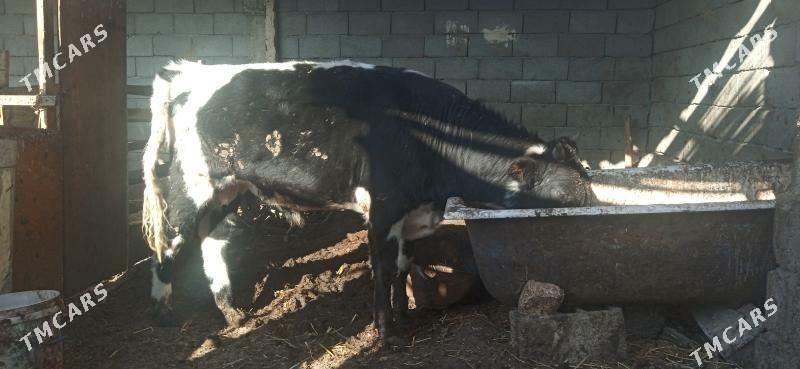 окуз - Бузмеин - img 1