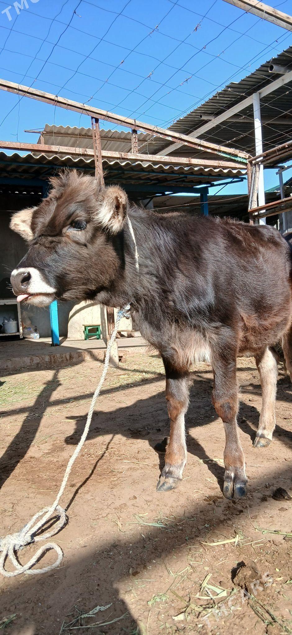 tuwe - Aşgabat - img 2