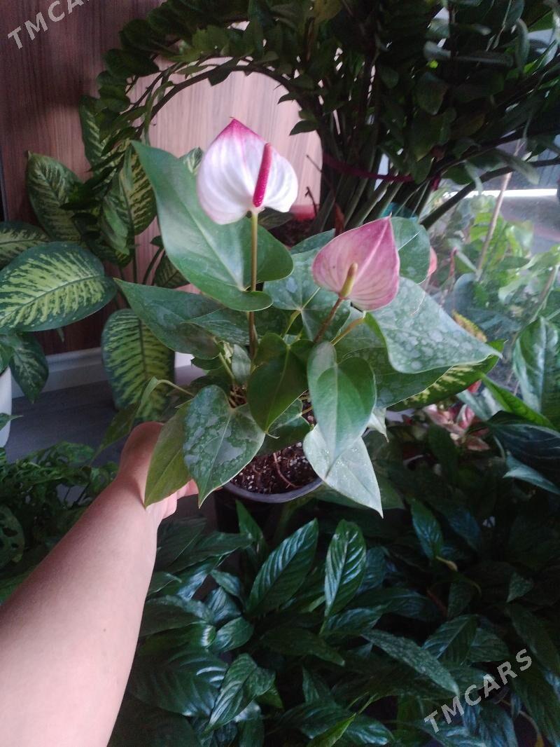 ЦВЕТЫ ДОСТУПНЫЕ ЦЕНЫ - Aşgabat - img 1