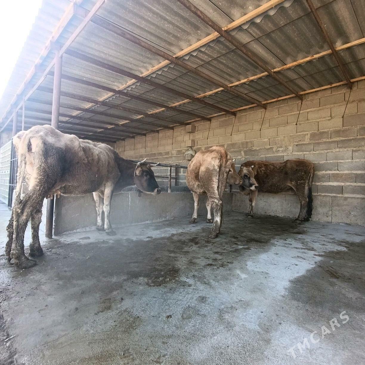 Goleli sygyr - Bäherden - img 3