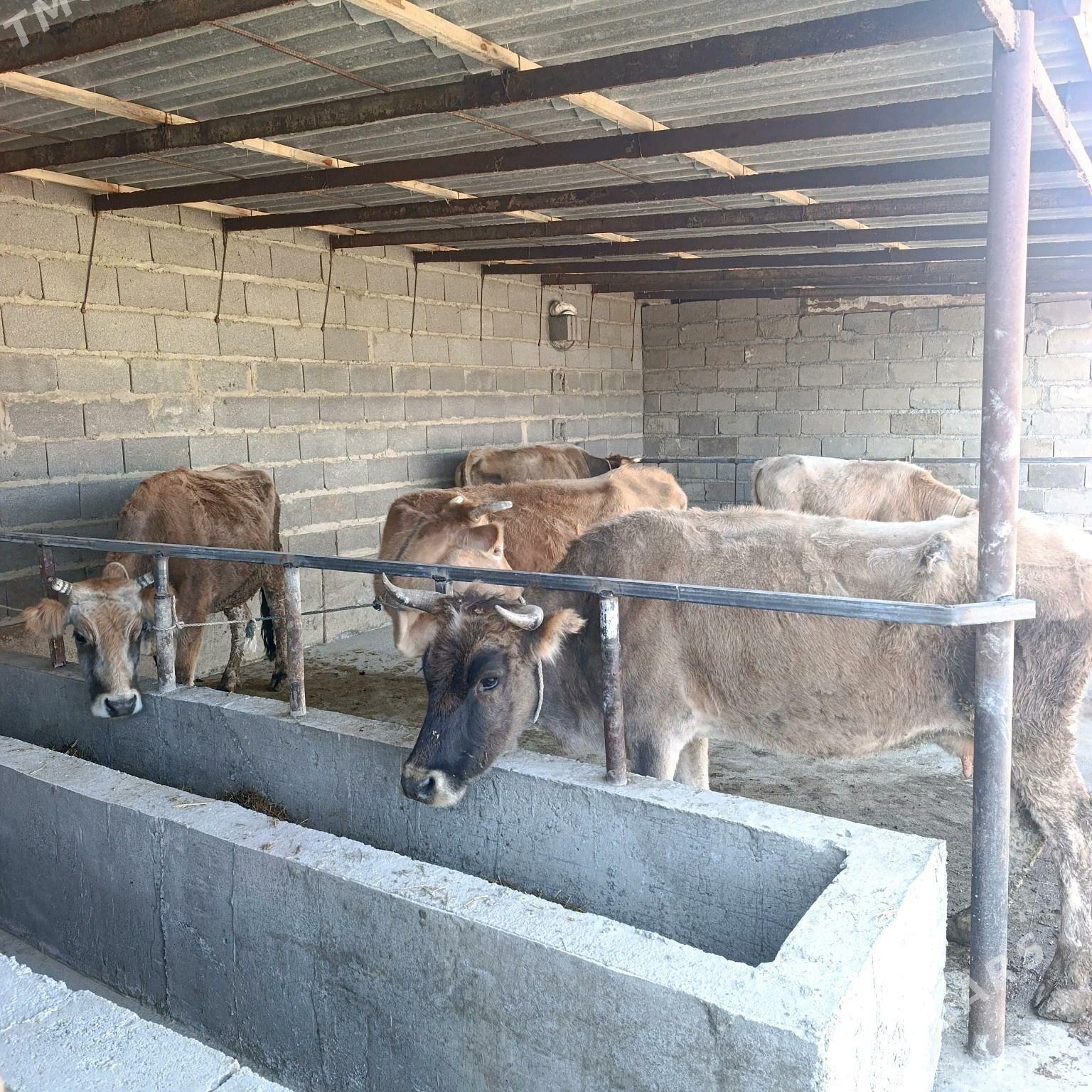 Goleli sygyr - Bäherden - img 4