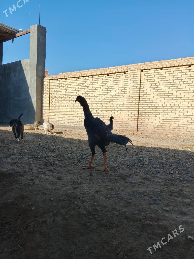 horaz bayes - Байрамали - img 2