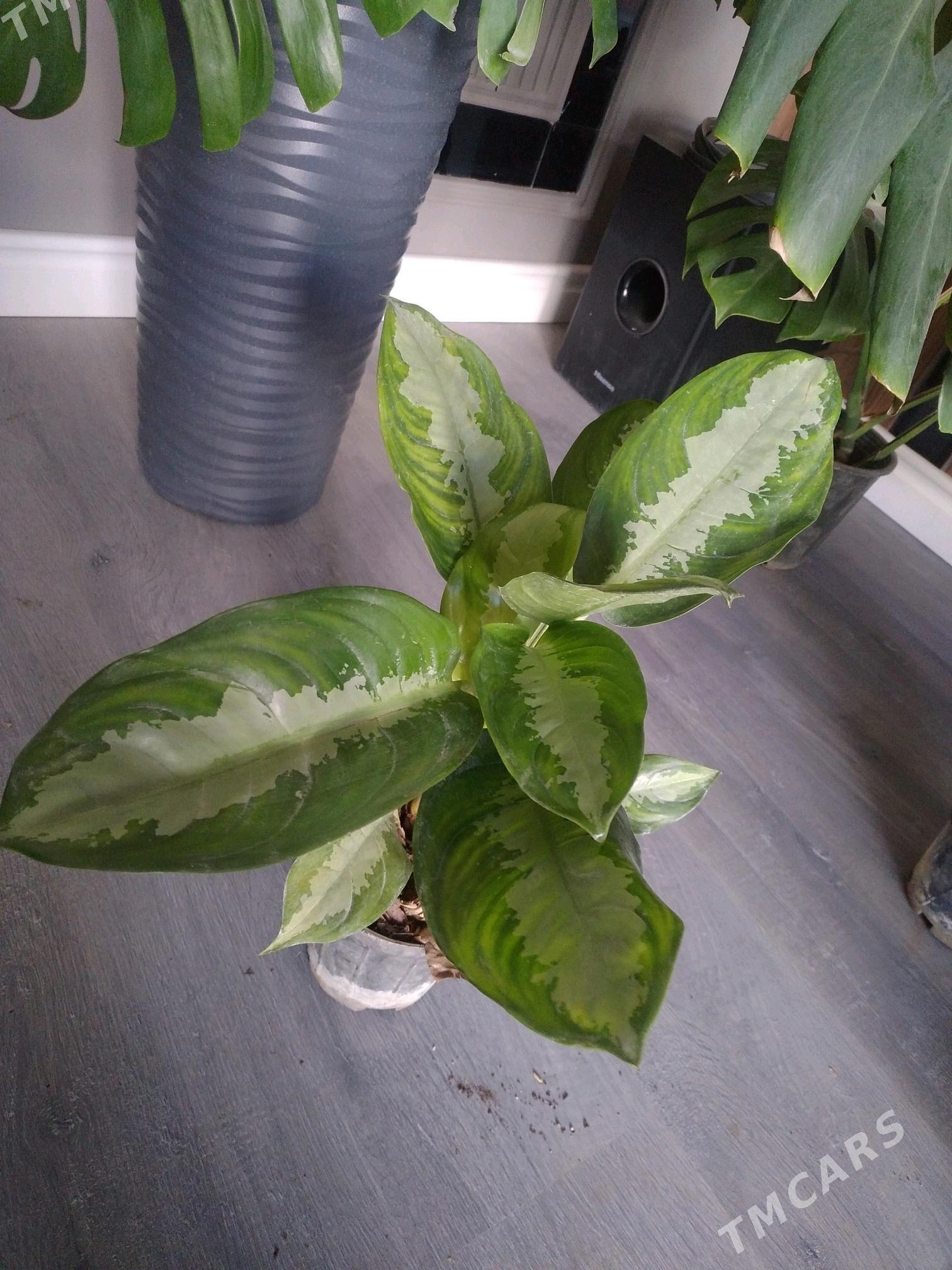 ЦВЕТЫ ДОСТУПНЫЕ ЦЕНЫ - Aşgabat - img 4