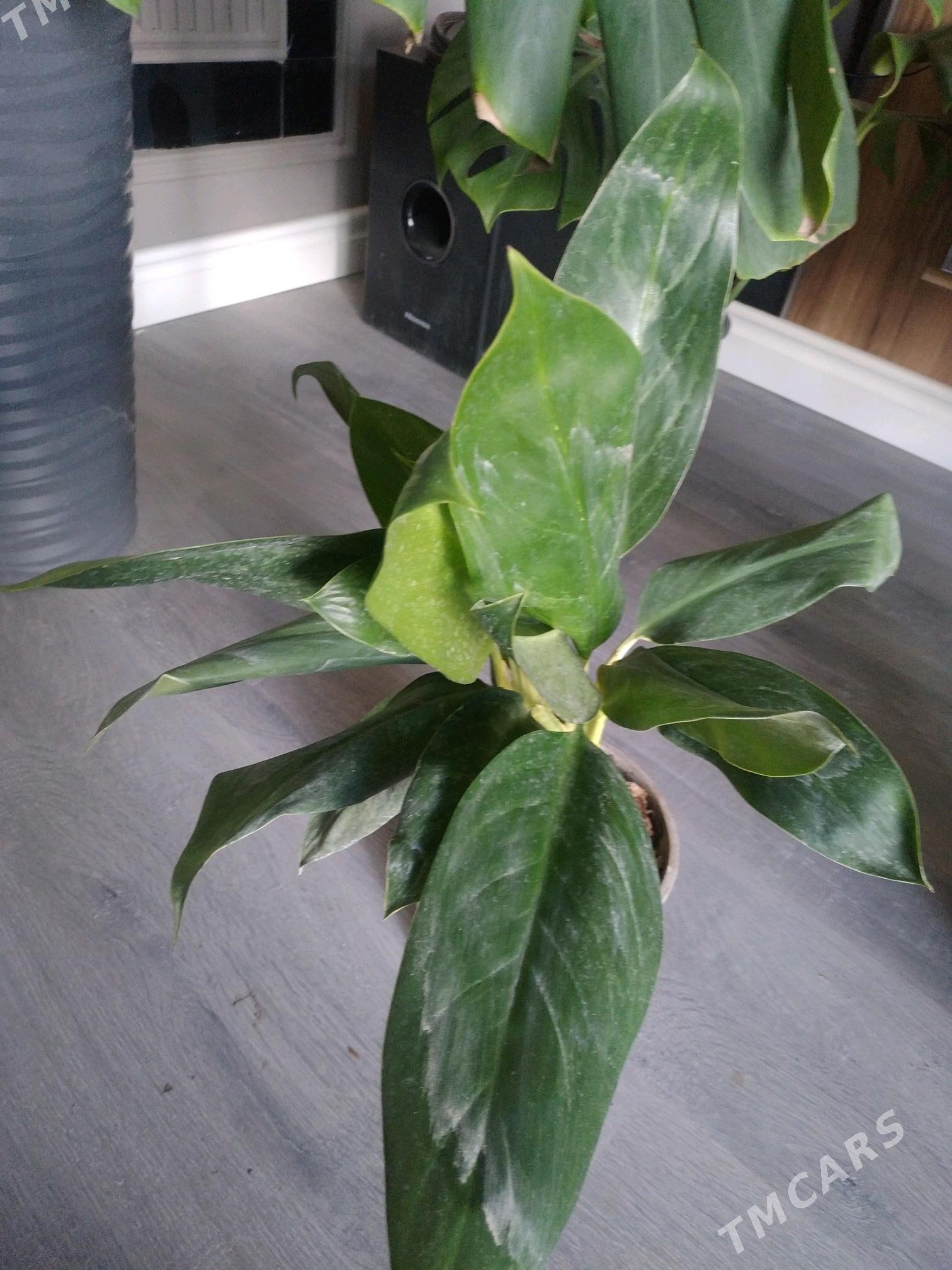 ЦВЕТЫ ДОСТУПНЫЕ ЦЕНЫ - Aşgabat - img 6