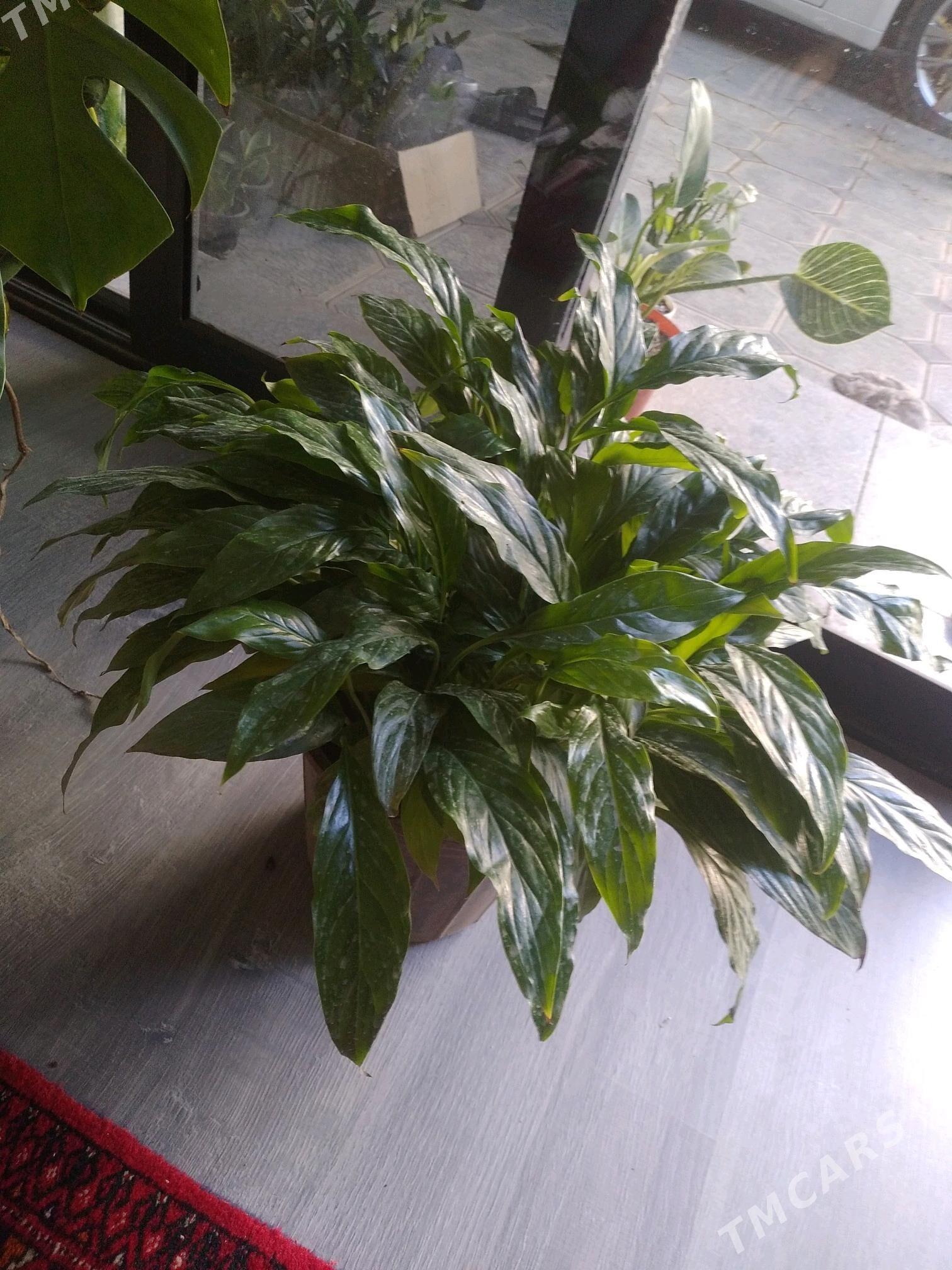 ЦВЕТЫ ДОСТУПНЫЕ ЦЕНЫ - Aşgabat - img 3