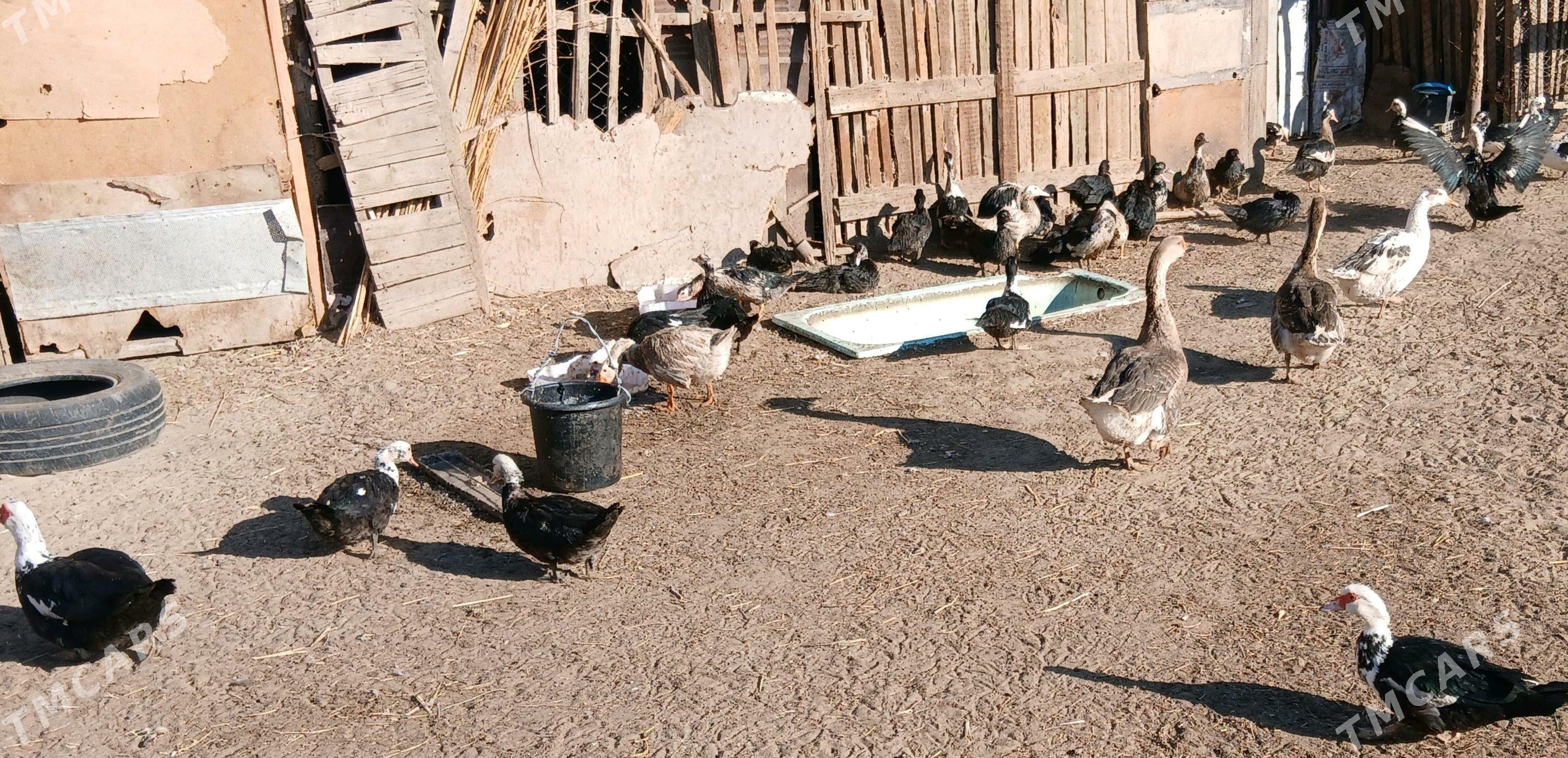 Ördek-Gaz - Сейди - img 3