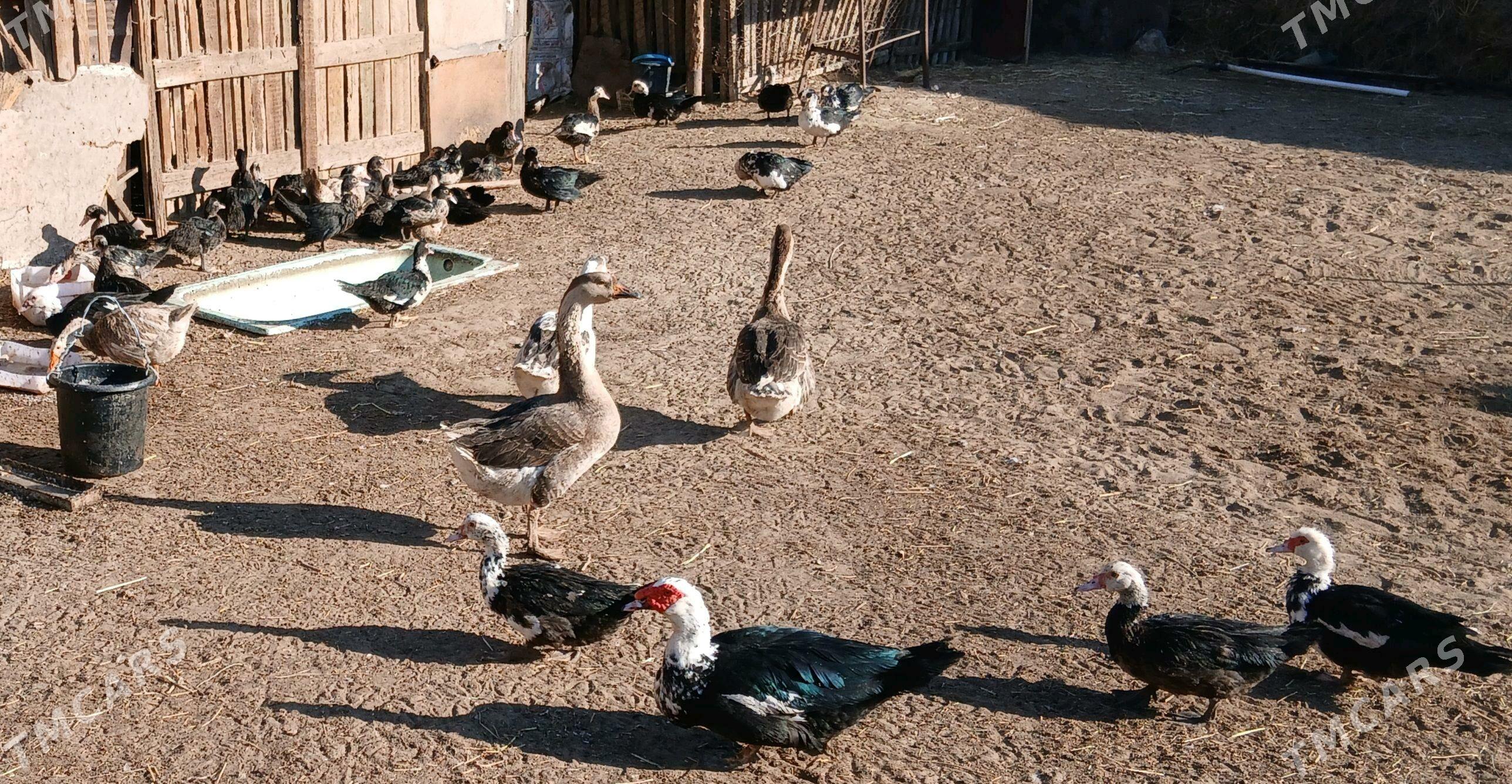 Ördek-Gaz - Сейди - img 2