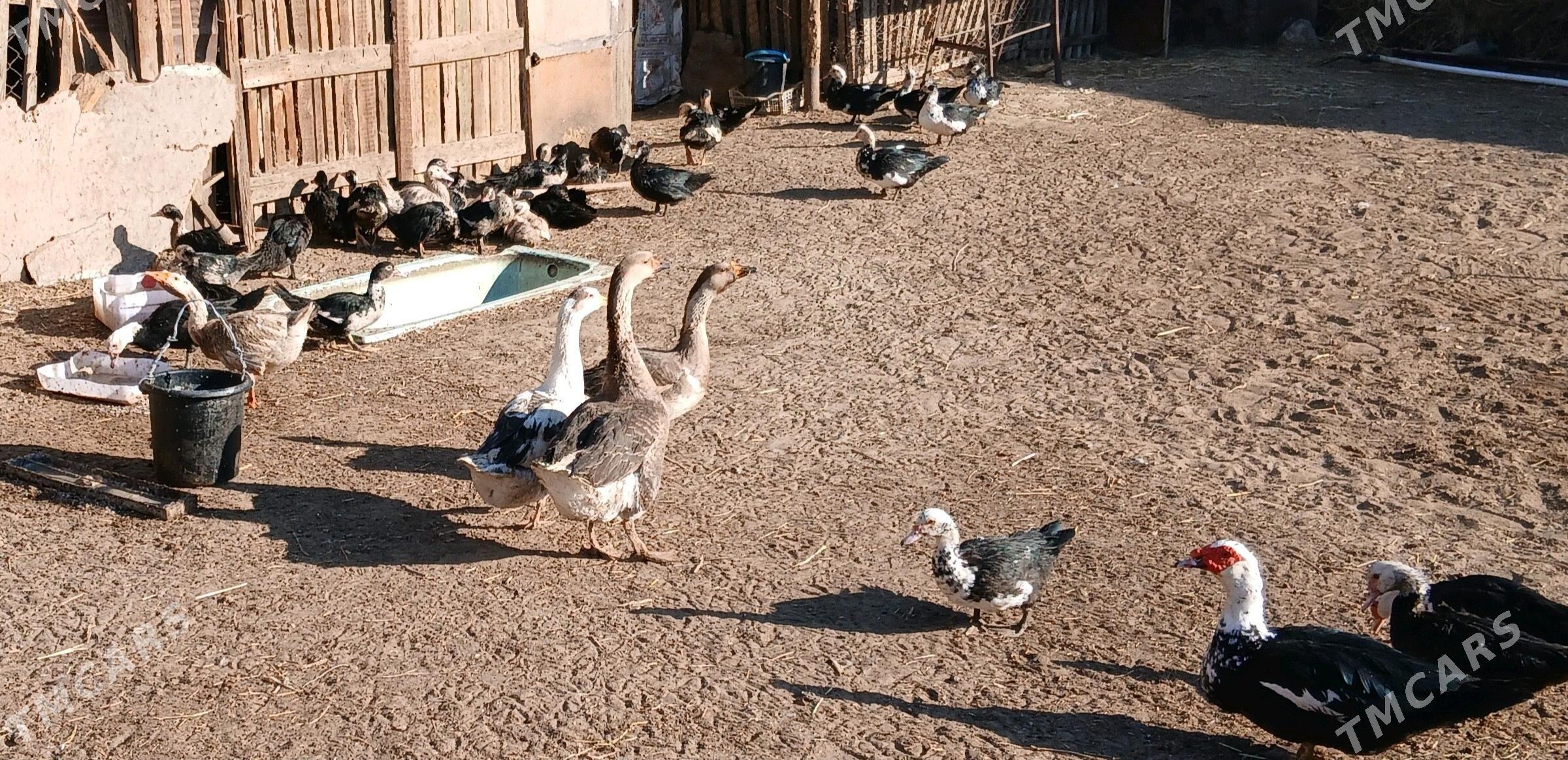 Ördek-Gaz - Сейди - img 1