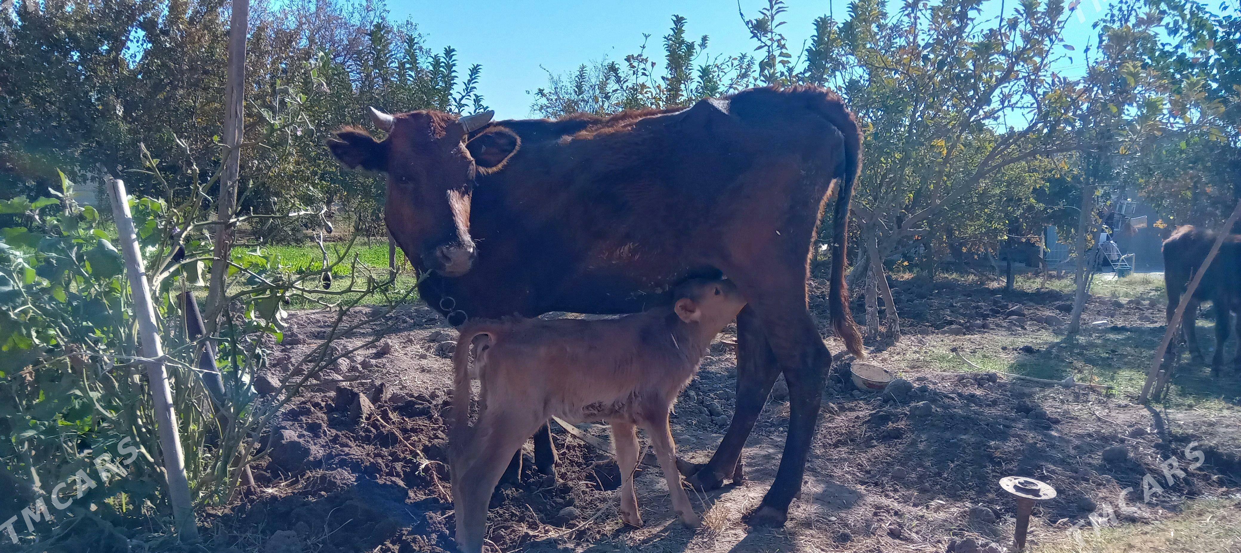 goleli sygyr - Tejen - img 1