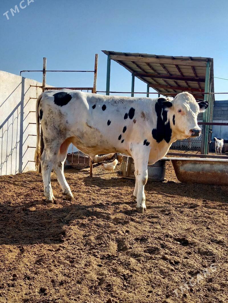 AK KANATGA ÖKÜZ - Gökdepe - img 5