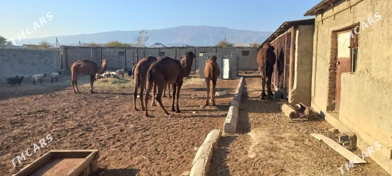 düye ogşuk - Бахарден - img 3