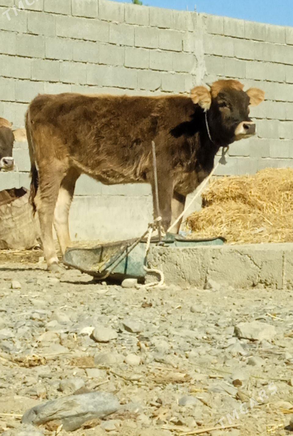 şiwes tuwe - Bäherden - img 2