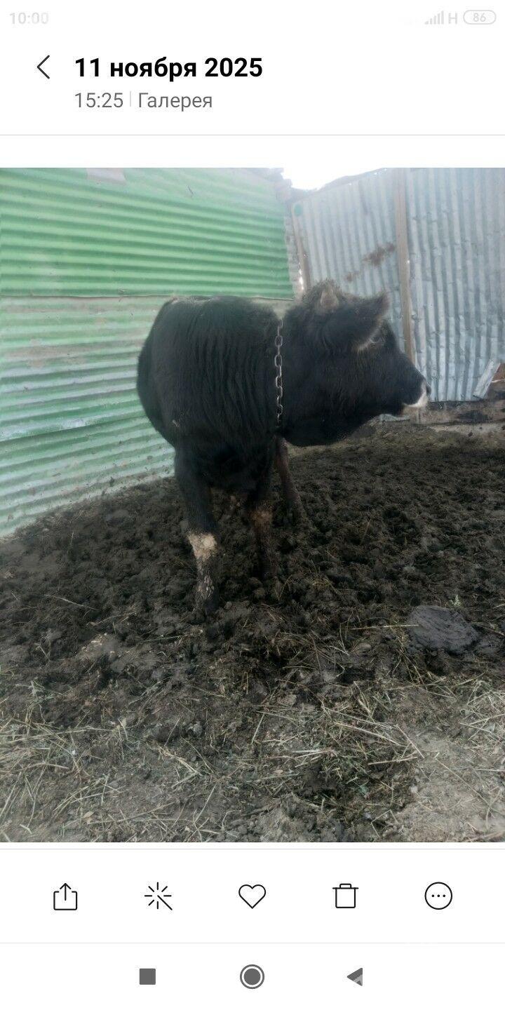 Öküz - Gypjak - img 5