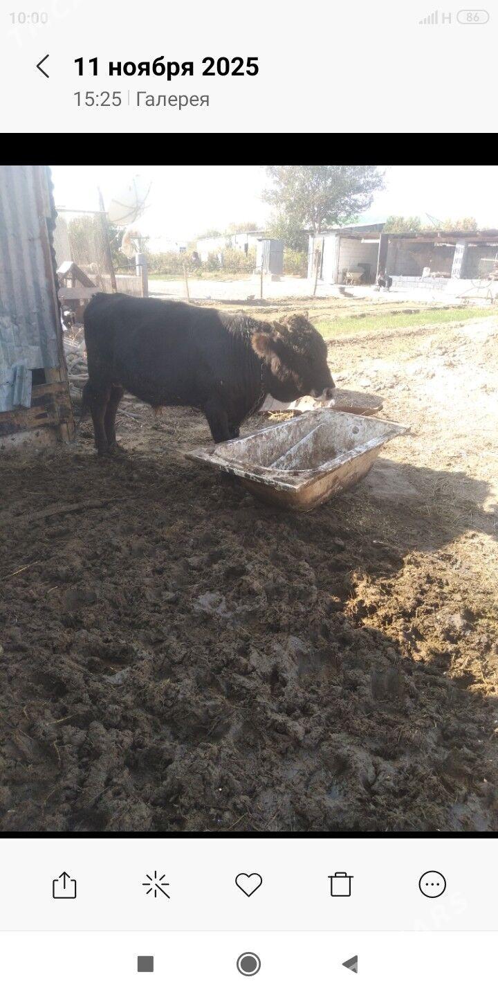 Öküz - Gypjak - img 2