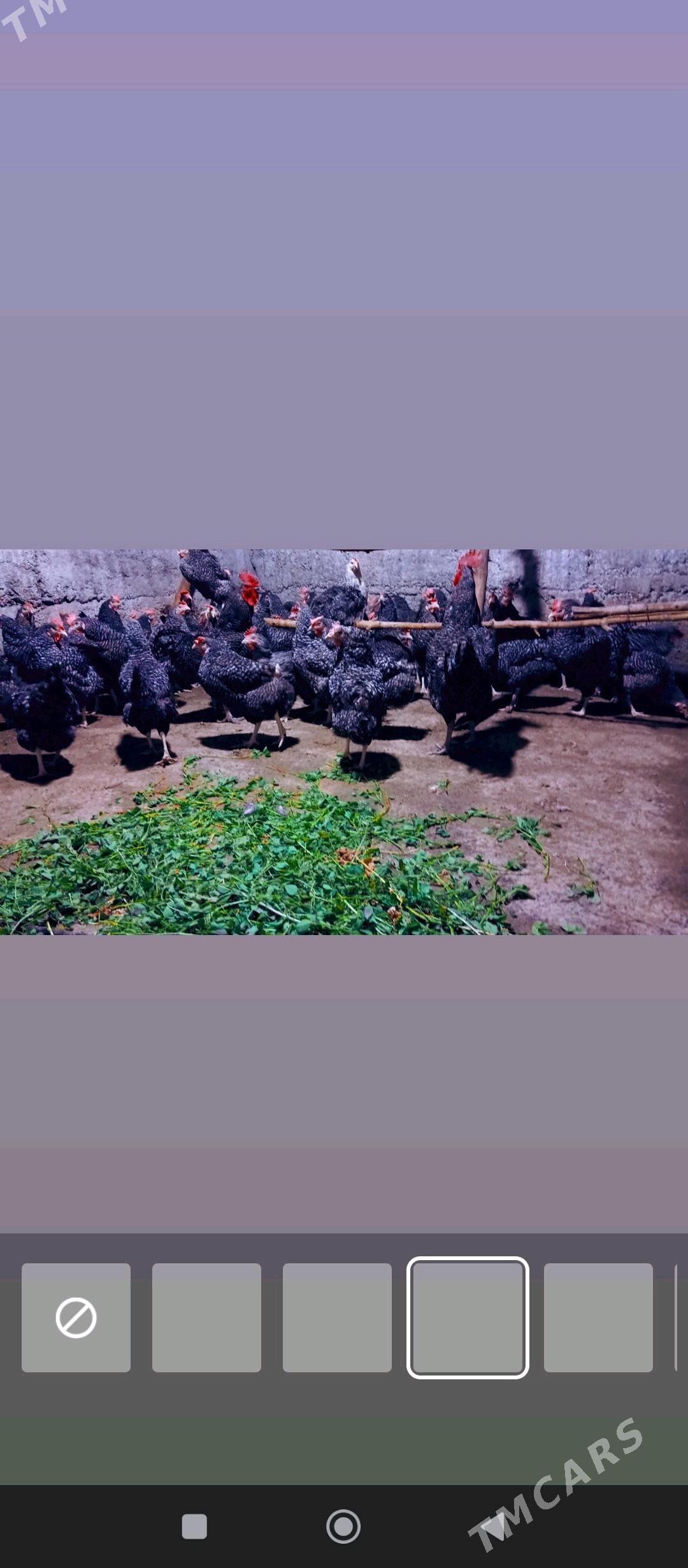 даминанд.   йумртга - Бузмеин - img 2