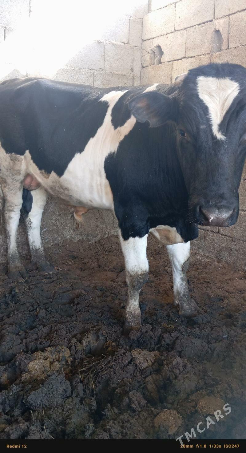 okuz - Бузмеин - img 3