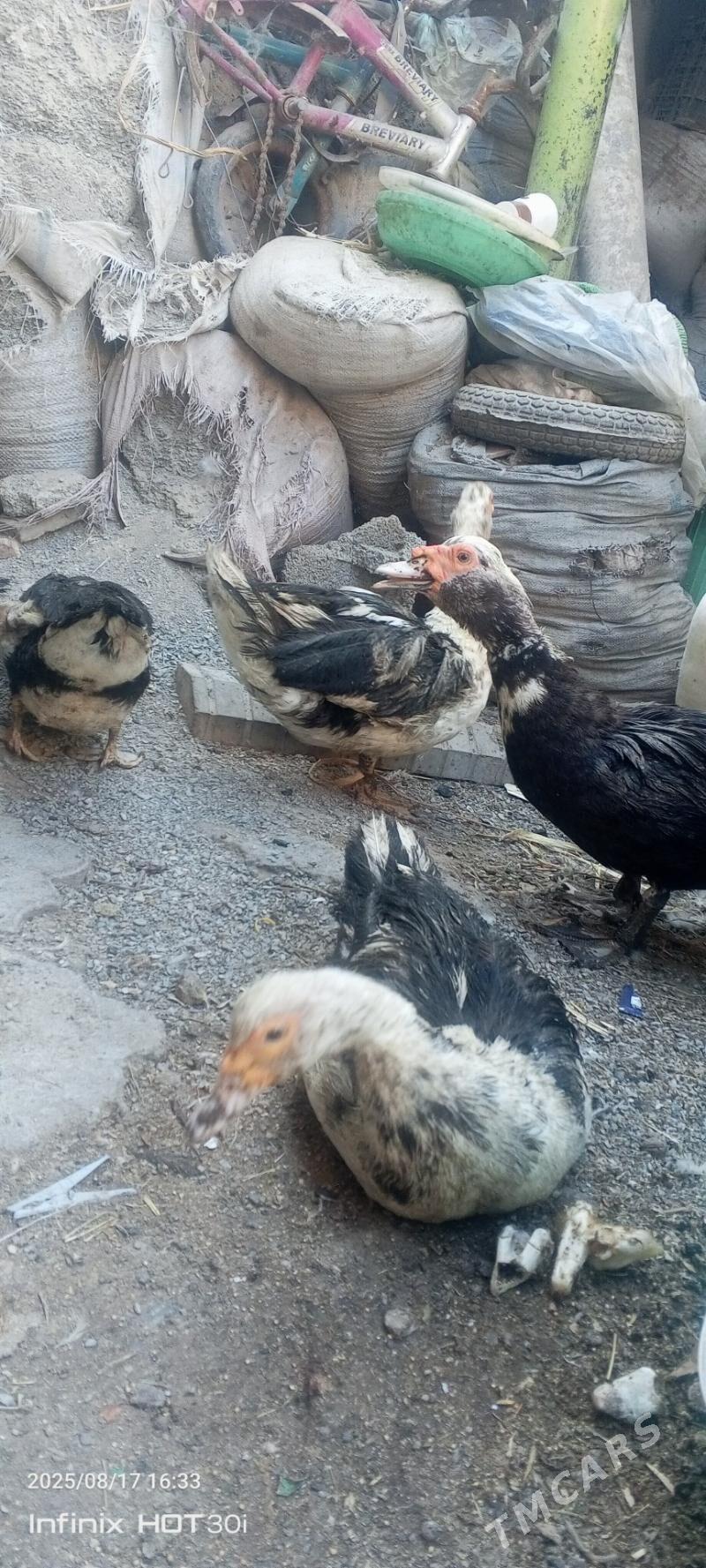 indautka - Дашогуз - img 1