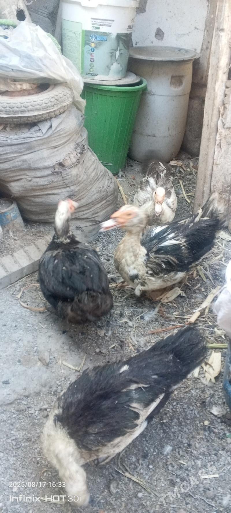 indautka - Дашогуз - img 3