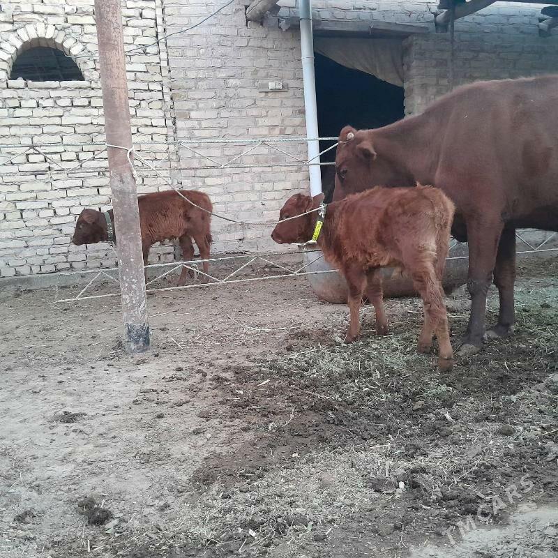 saglyk sygyr - Türkmenabat - img 1