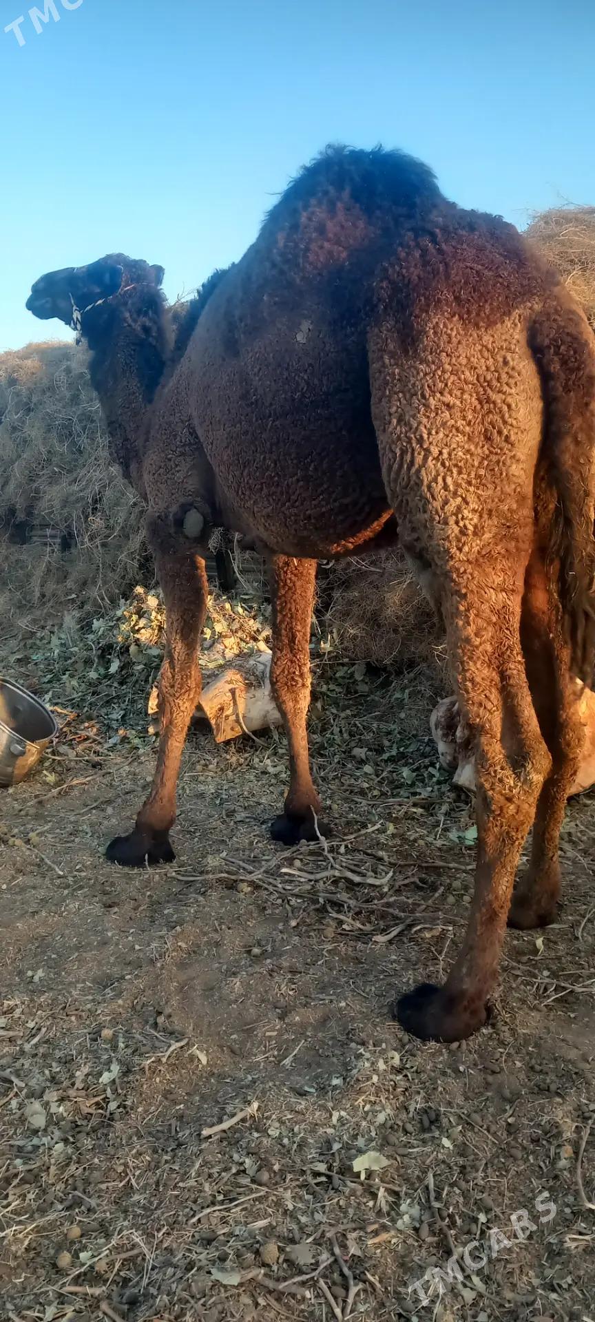 torumly duye - Бузмеин - img 1