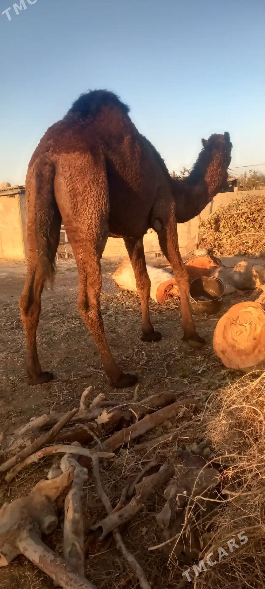 torumly duye - Бузмеин - img 7