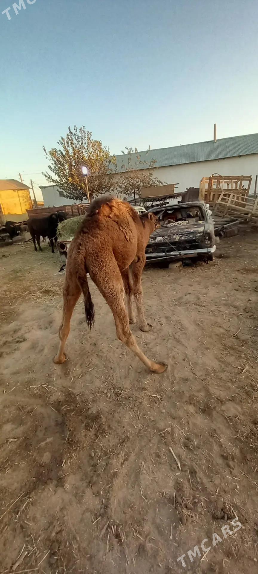 torumly duye - Бузмеин - img 6