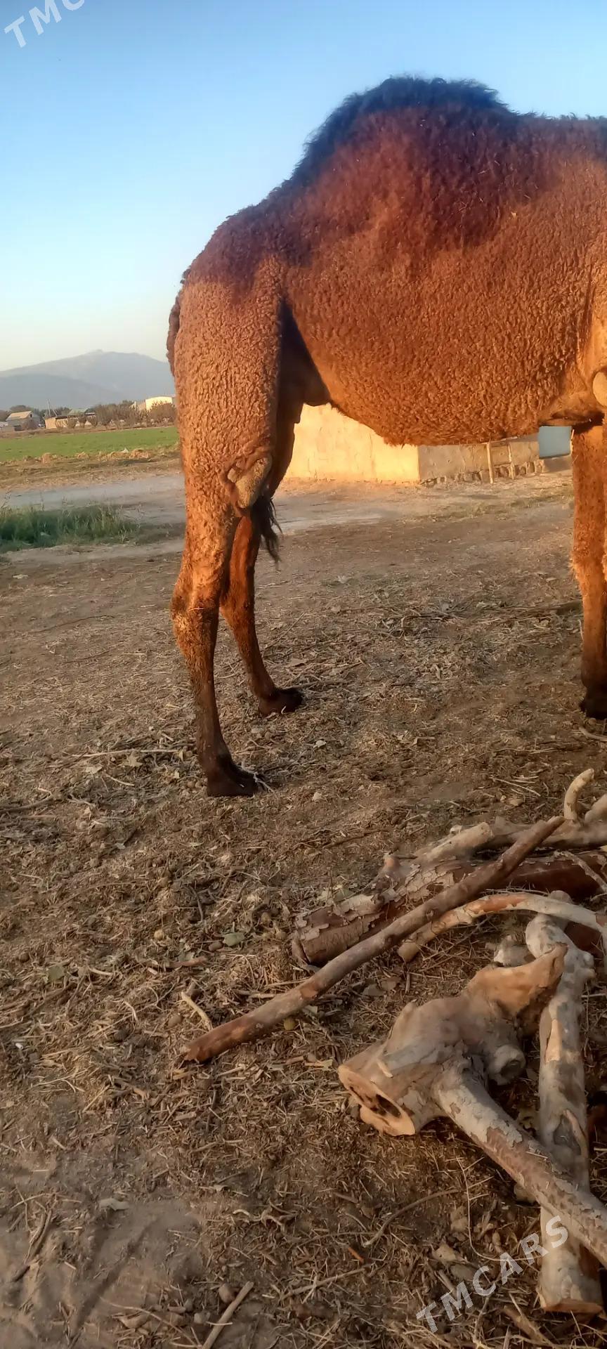 torumly duye - Бузмеин - img 2