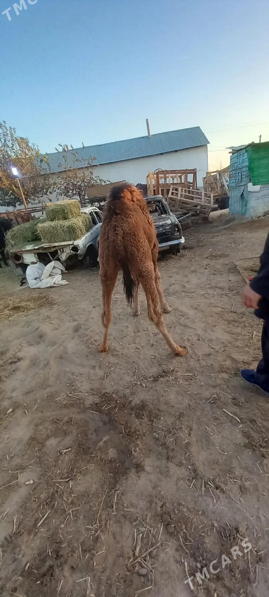 torumly duye - Бузмеин - img 4