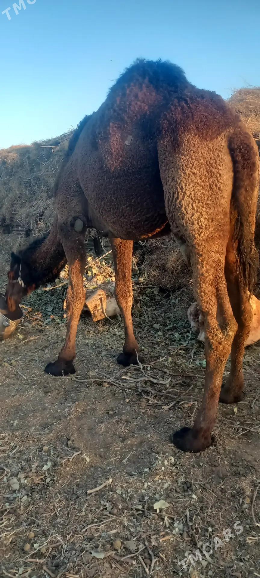 torumly duye - Бузмеин - img 3