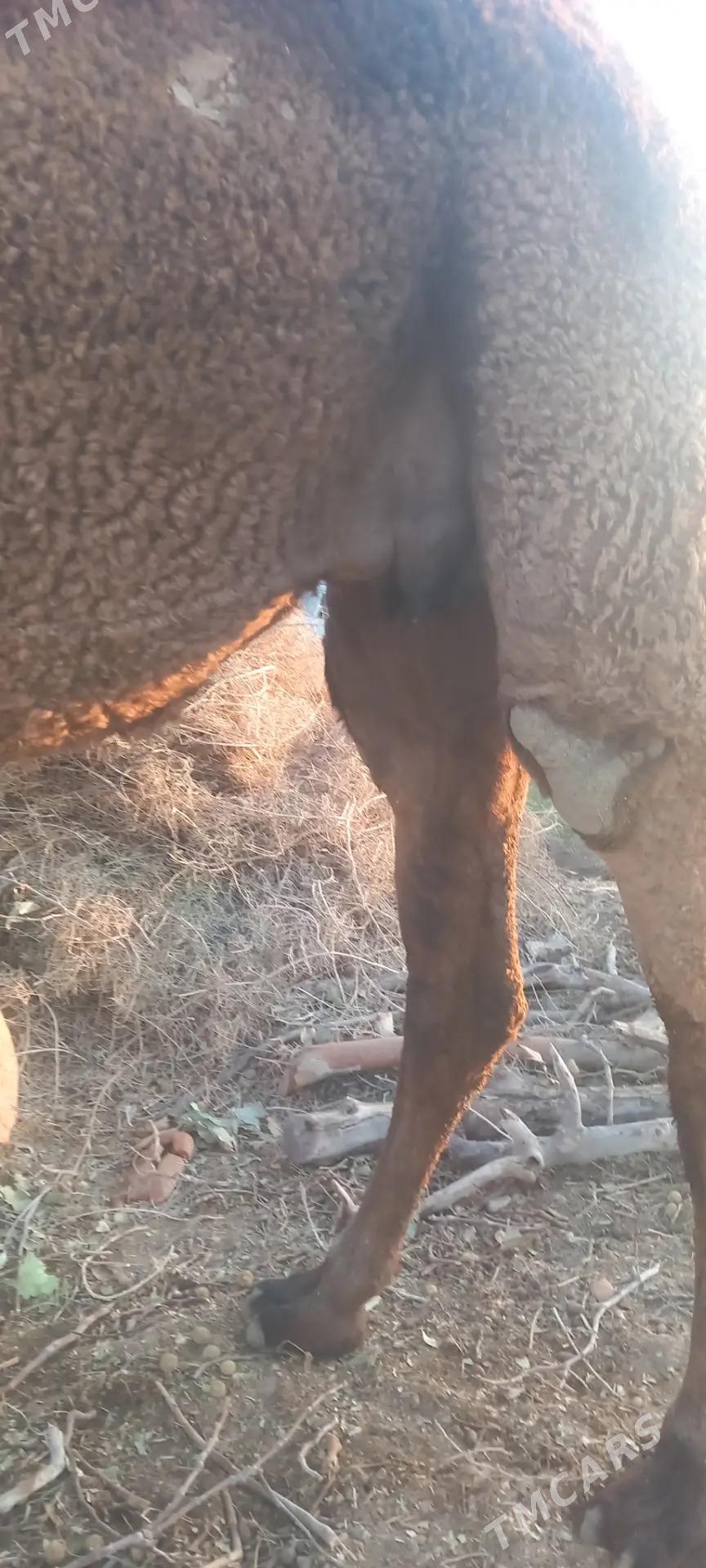 torumly duye - Бузмеин - img 5