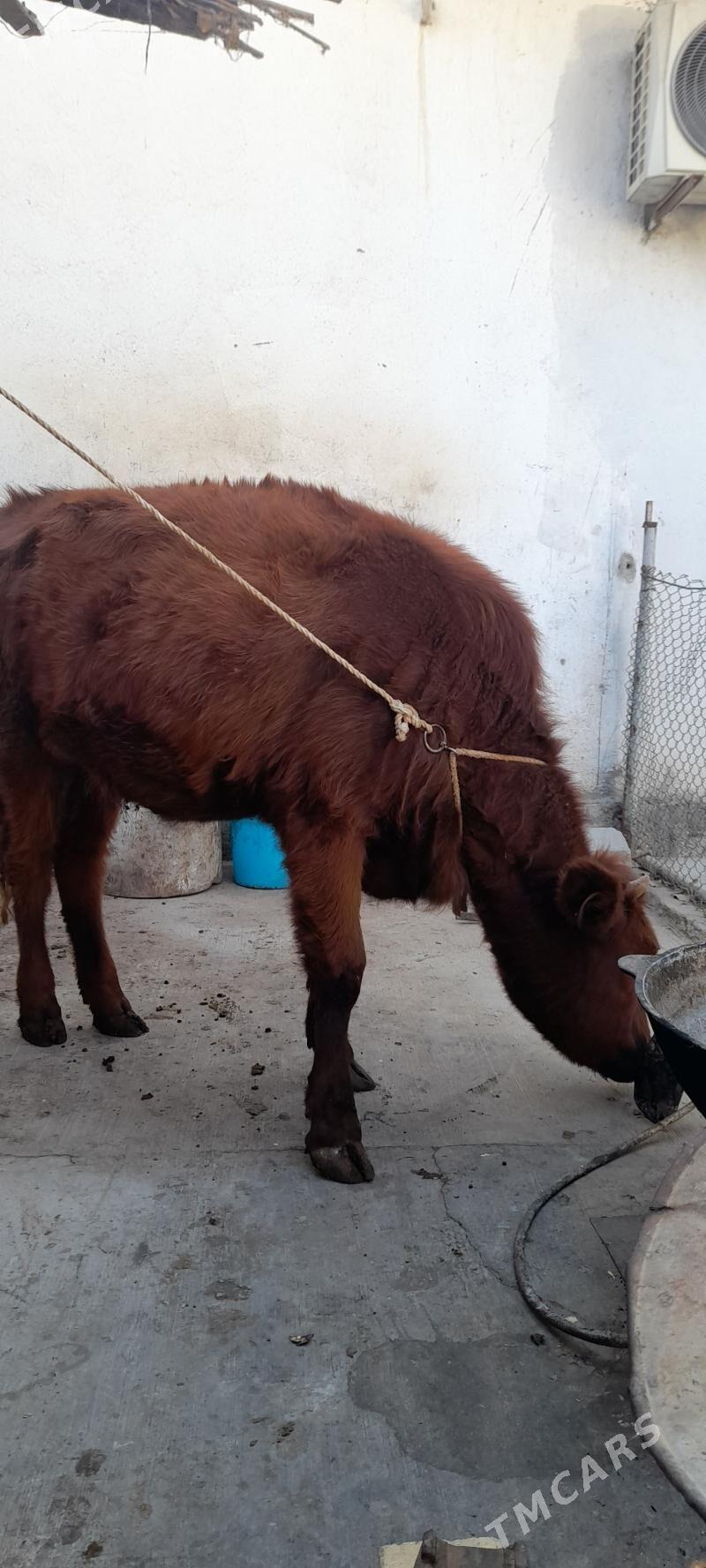 tuwe - Ашхабад - img 1