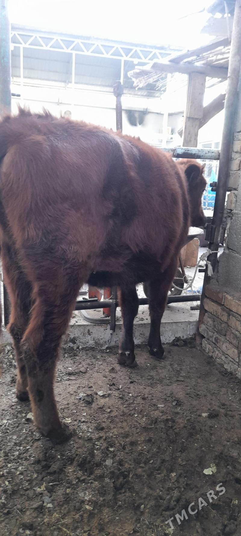 tuwe - Ашхабад - img 2