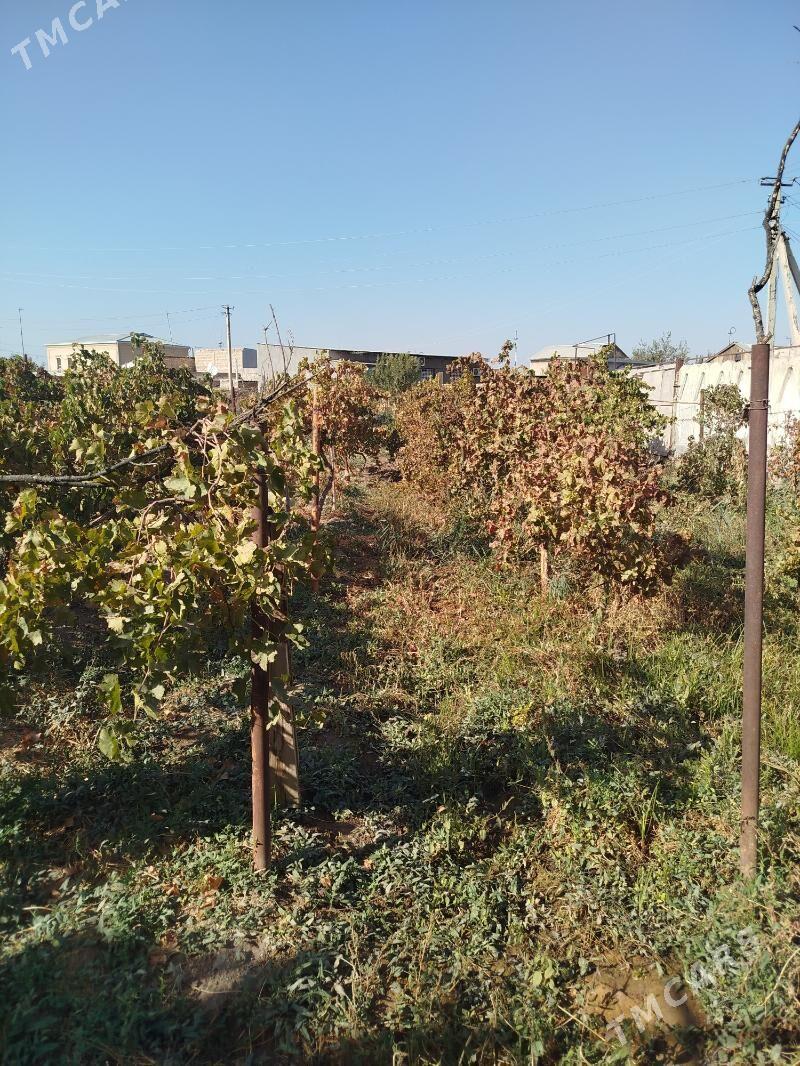 Продаю дачу 7 соток - Türkmenabat - img 4