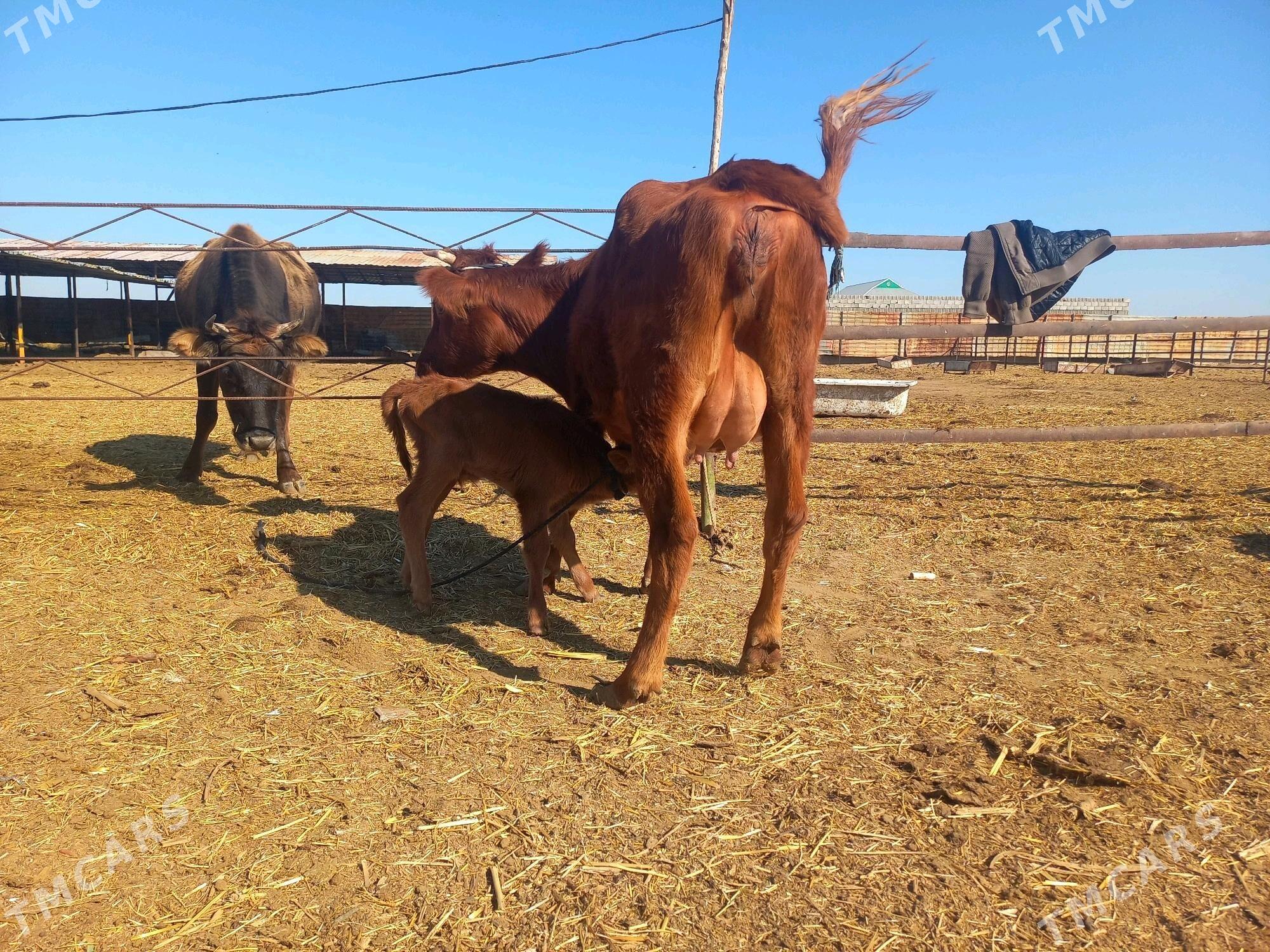 göleli. - Wekilbazar - img 3