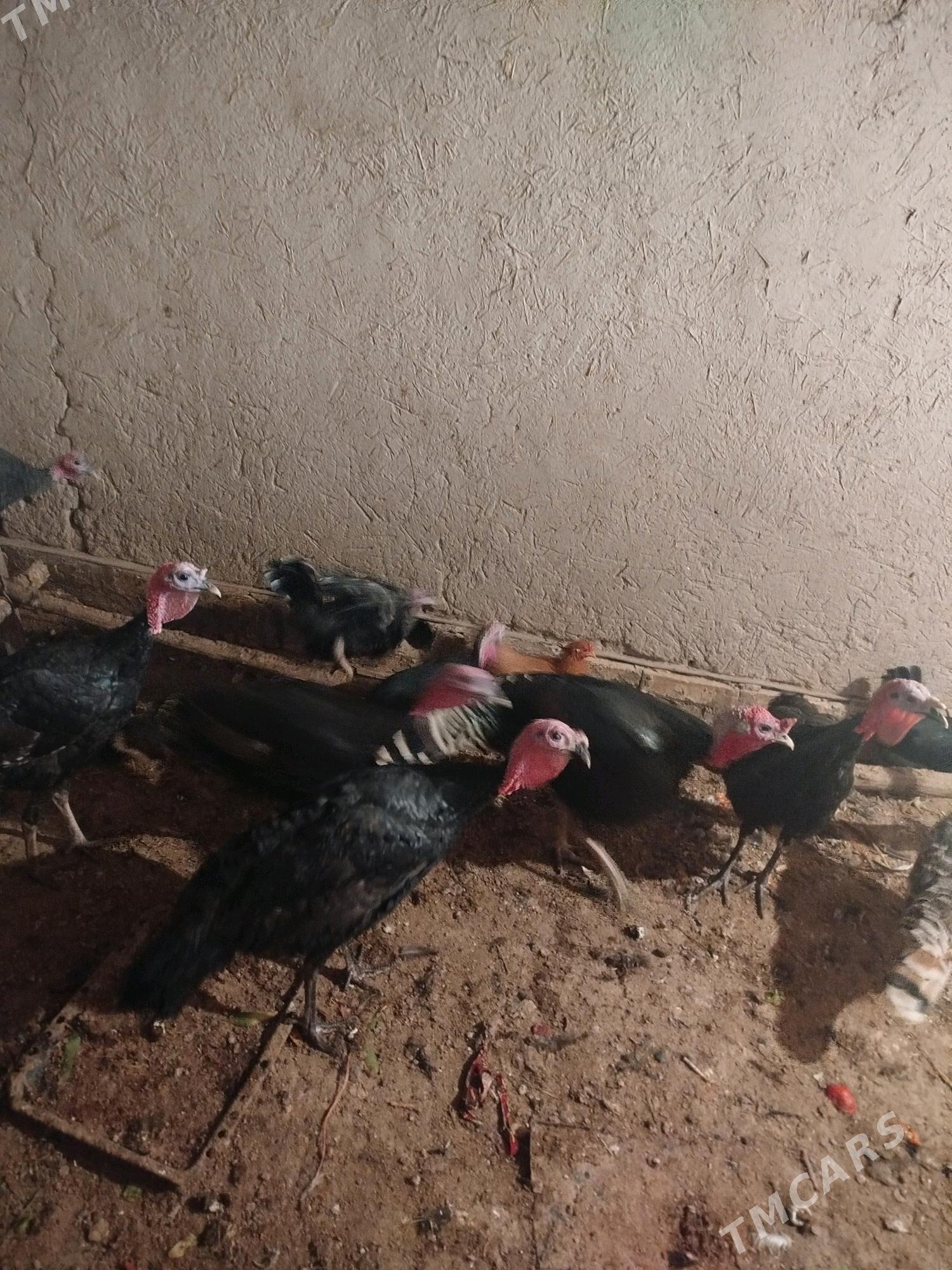 indukinduk - Шабатский этрап - img 1