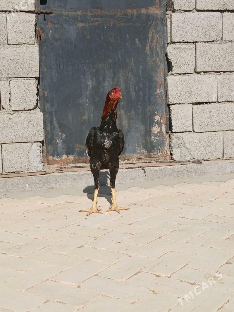 baysowy horaz - Baýramaly - img 1