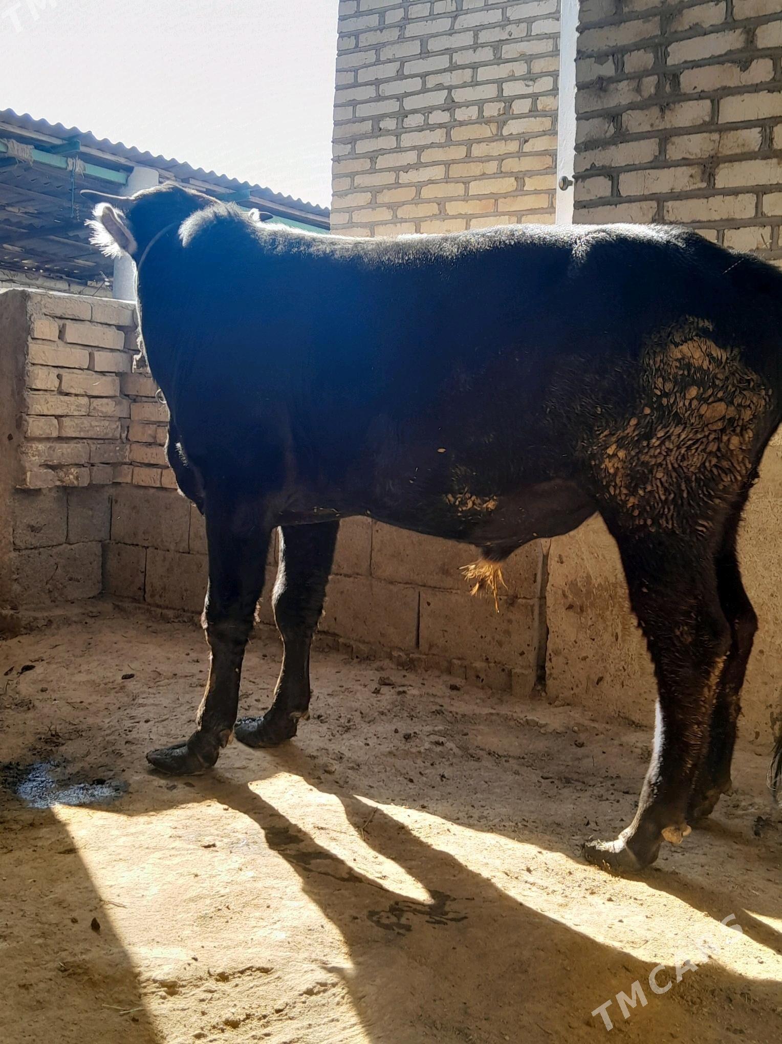 okuz - Ýaşlyk - img 3