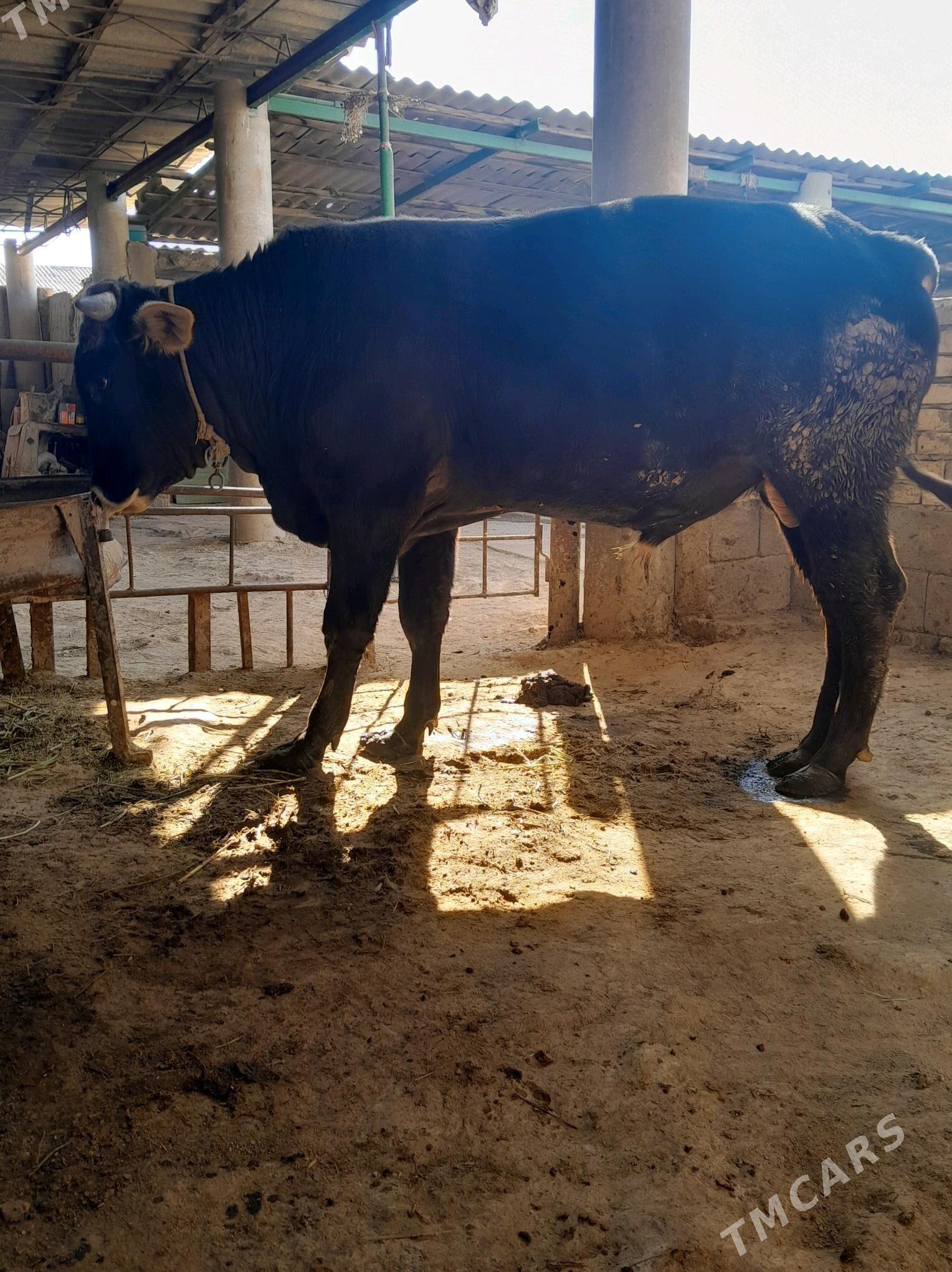 okuz - Ýaşlyk - img 1