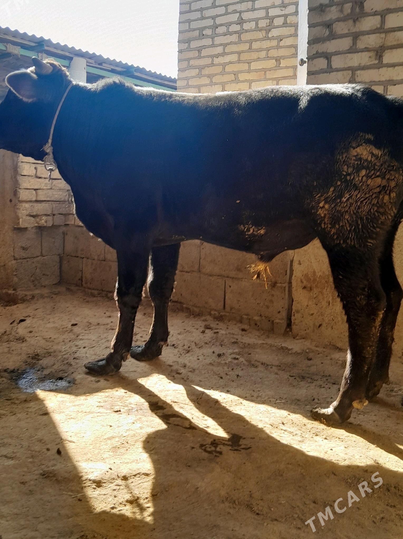 okuz - Ýaşlyk - img 4