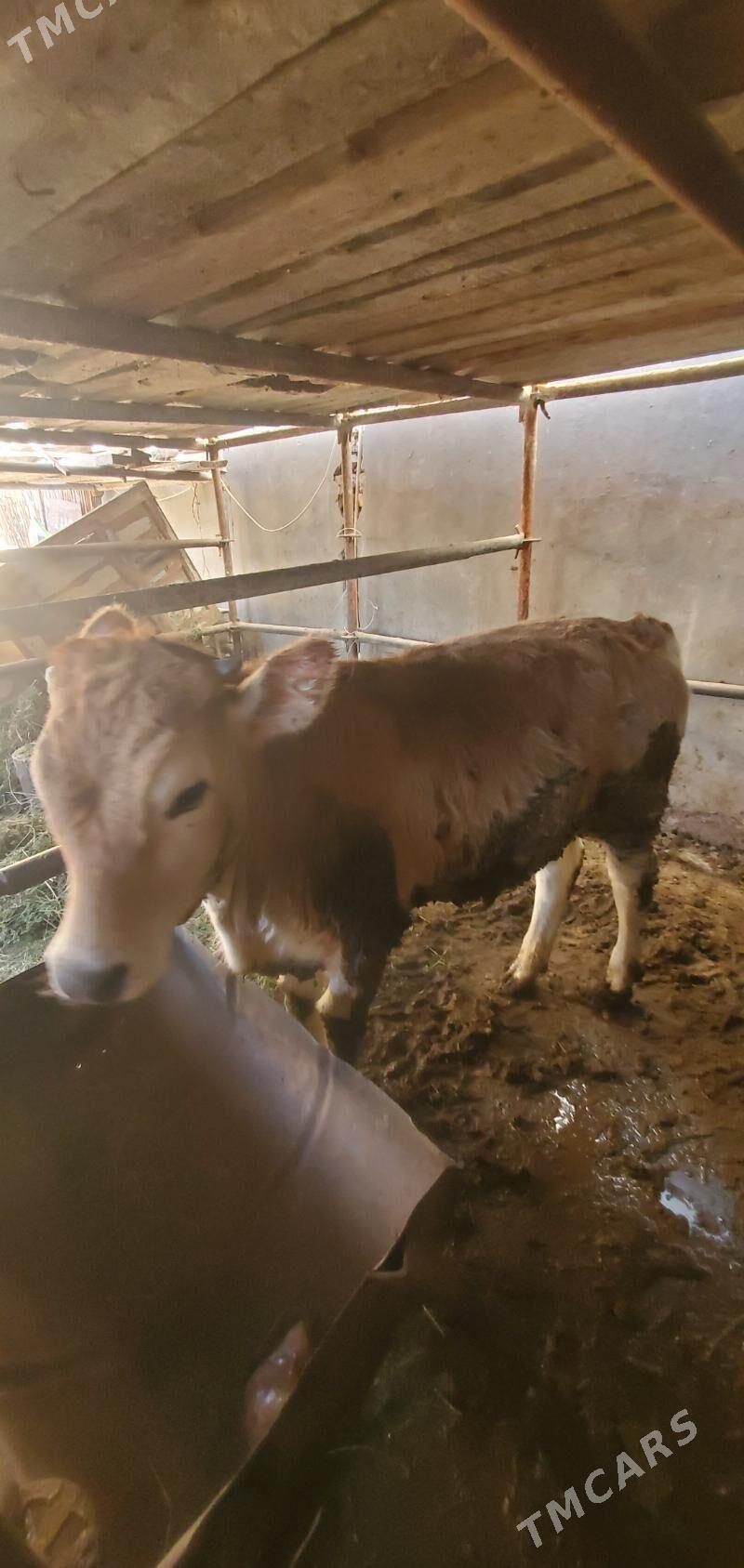 okuz - Ашхабад - img 2