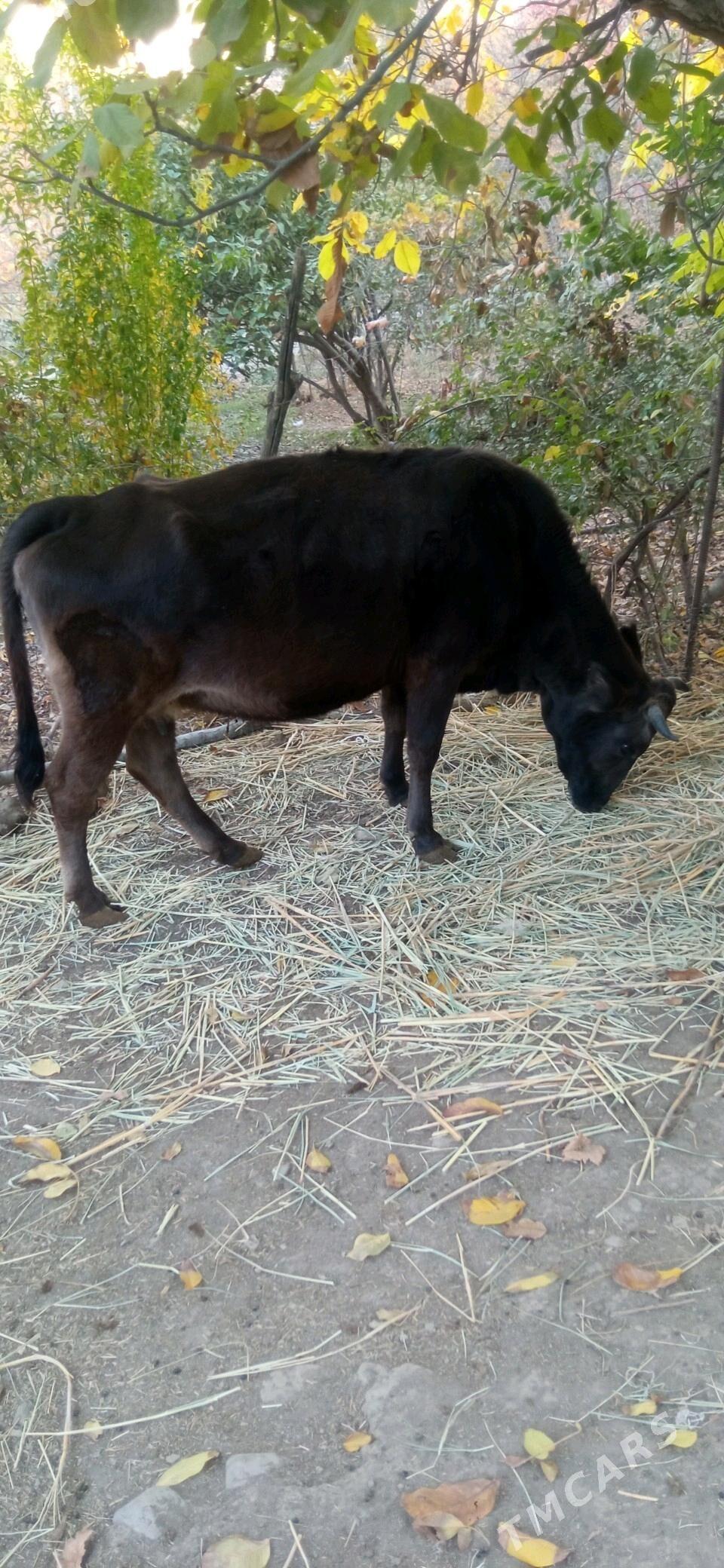 bogaz sygyr - Magtymguly - img 1