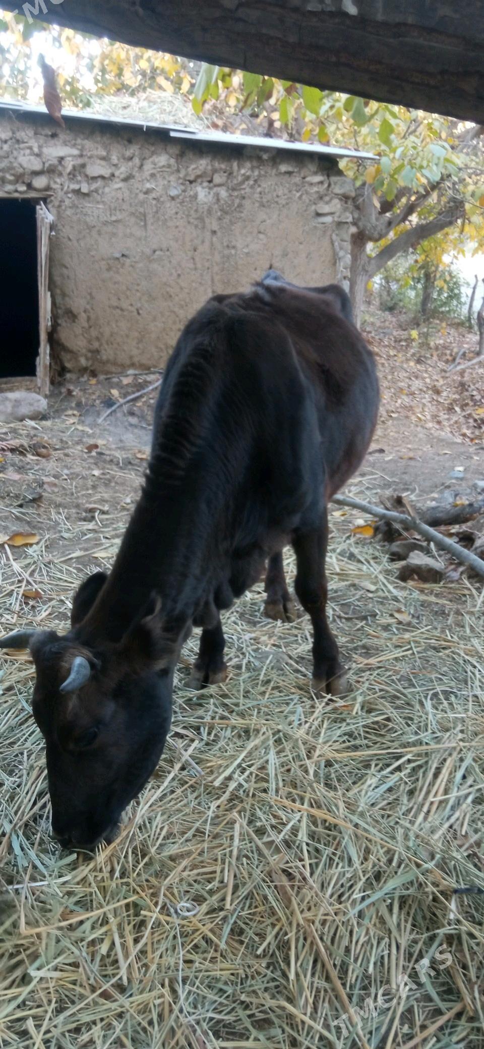 bogaz sygyr - Magtymguly - img 2