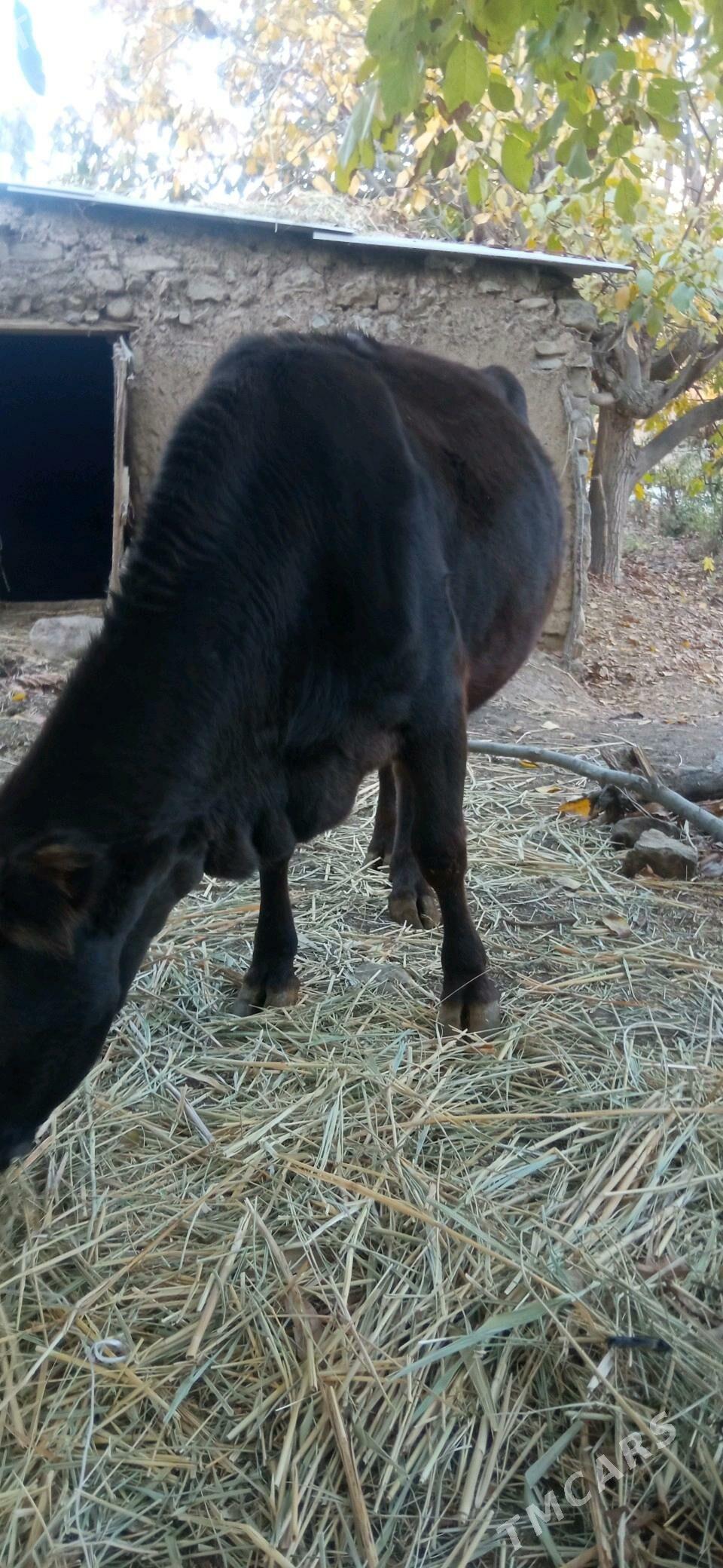 bogaz sygyr - Magtymguly - img 3